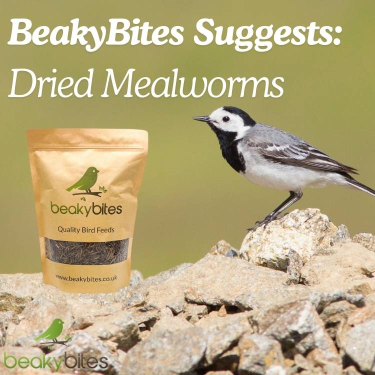 Wagtail Our suggestion is Mealworms